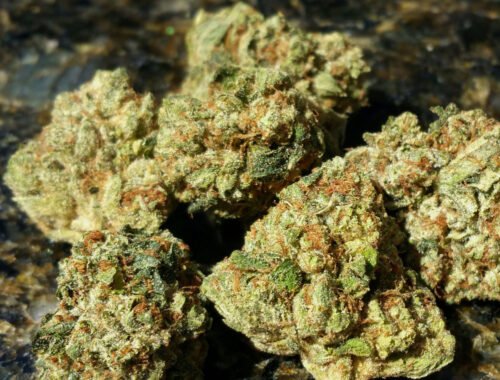 Order Agent Orange (AA) Online Canada - Image 38