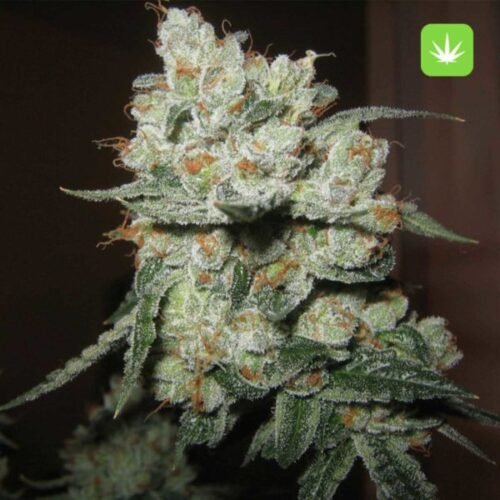 Buy OG Kush (Hybrid) Online Canada - Image 2