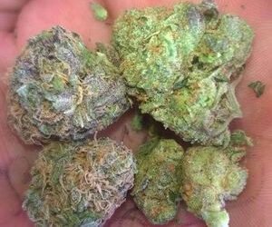 Buy Orange Kush Online Canada