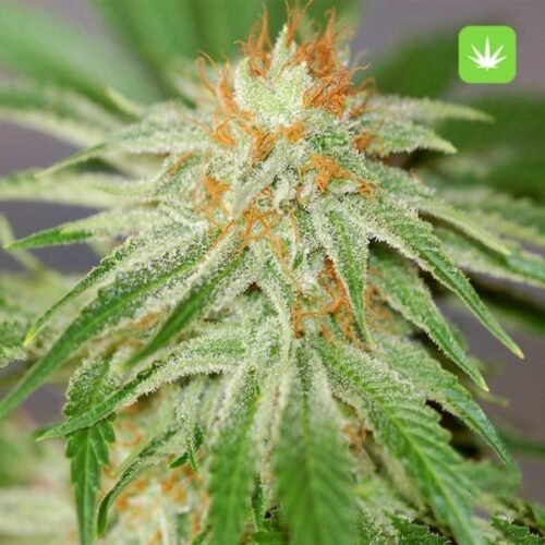 Buy Orange Kush (Hybrid) Online Canada - Image 2