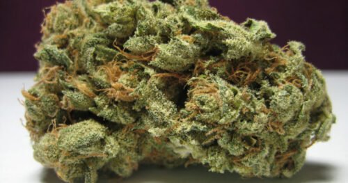 Khalifa Kush (Hybrid) - Image 333