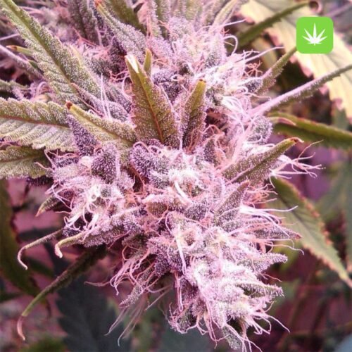 Buy Pink Star (Hybrid) Online Canada - Image 2