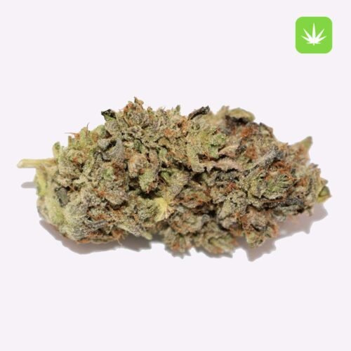 Buy Pink Star (Hybrid) Online Canada