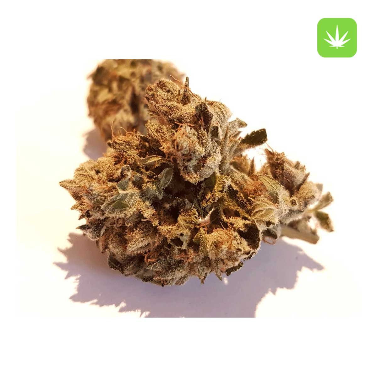 Buy Pink Tuna (Hybrid) Online Canada