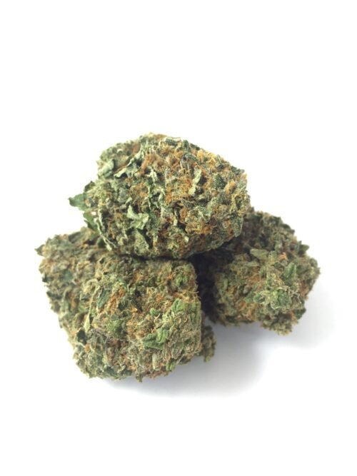 Buy Pink Tuna (Hybrid) Online Canada - Image 3