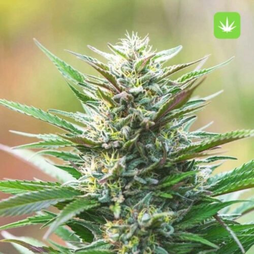 Buy Platinum Bubba (Hybrid) Online Canada - Image 2