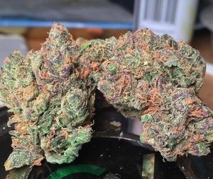 Buy Plushberry Strain Online Canada