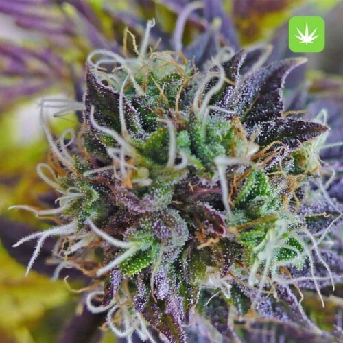 Buy Purple Haze (Hybrid) Online Canada - Image 2