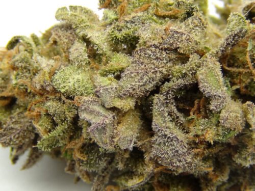 Order Agent Orange (AA) Online Canada - Image 30