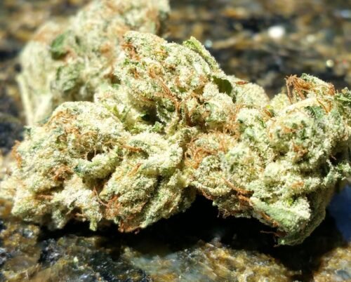 Buy Sour OG Online Canada - Image 25
