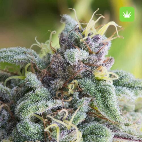 Order Agent Orange (AA) Online Canada - Image 200