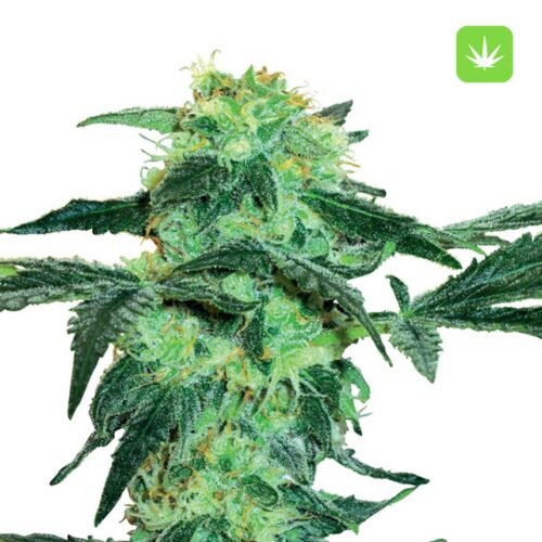 Buy 20 White-Ice Feminized Seeds Online Canada