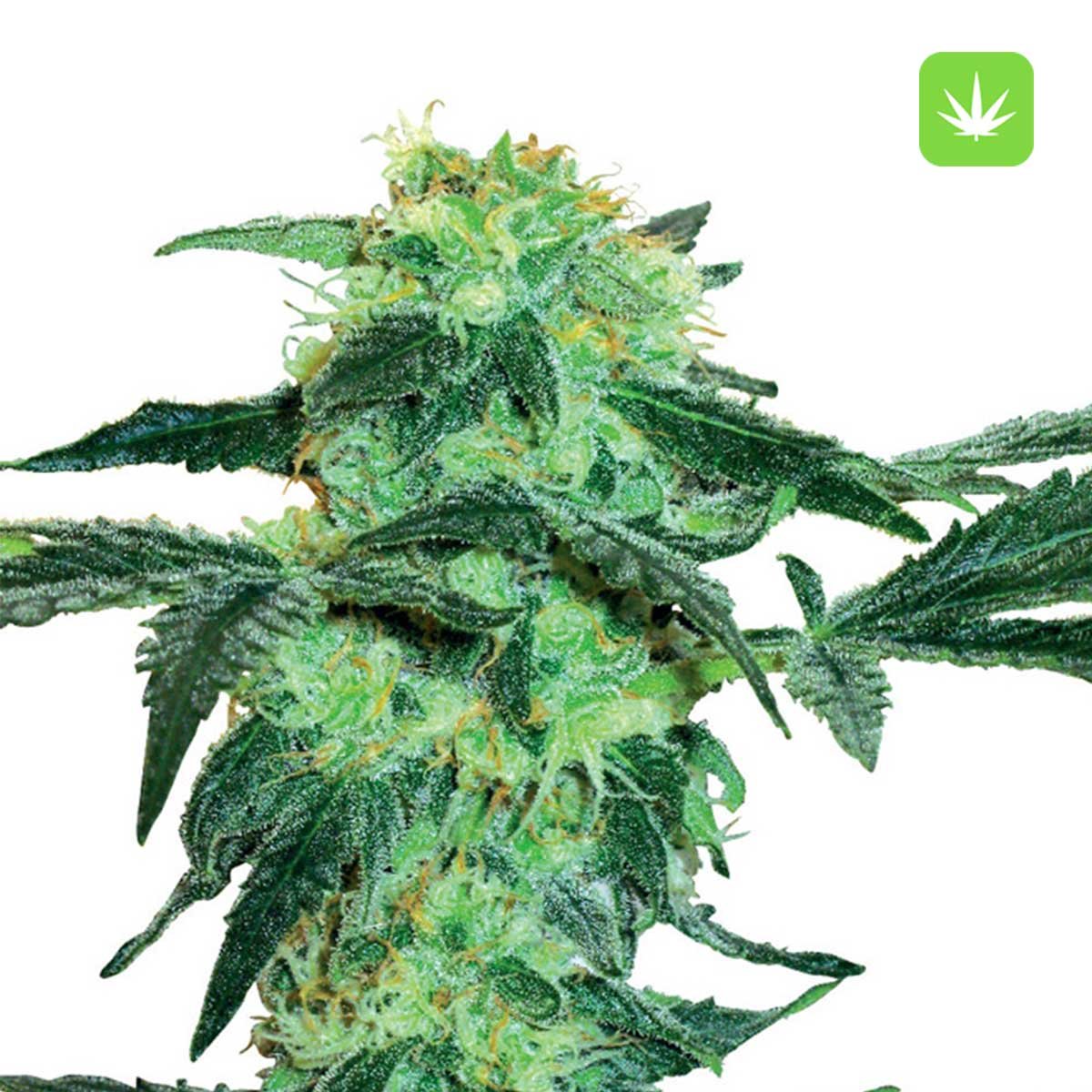 Buy 20 White-Ice Feminized Seeds Online Canada