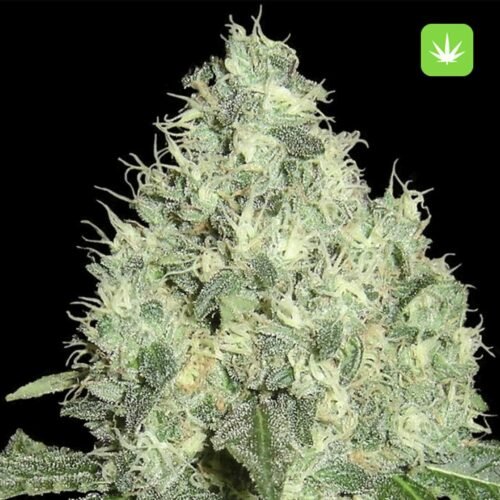 Buy White Widow (Hybrid) Online Canada - Image 2