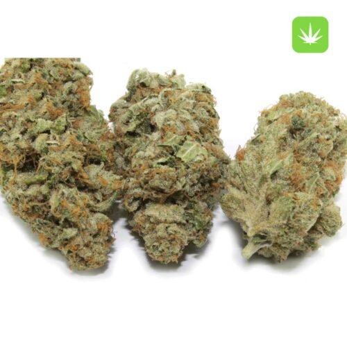 Buy White Widow (Hybrid) Online Canada