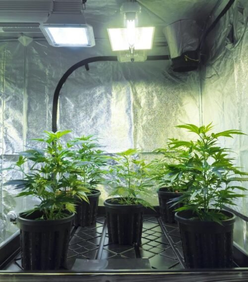 Order Agent Orange (AA) Online Canada - Image 188