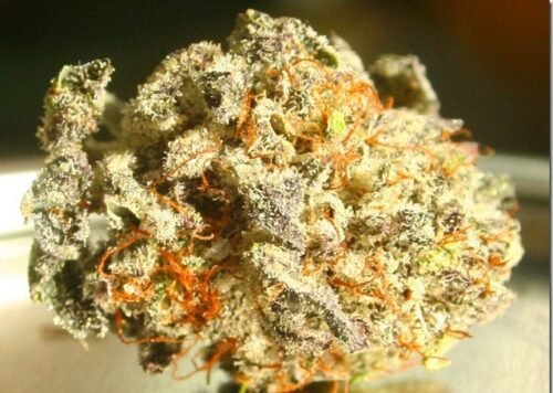 Order Agent Orange (AA) Online Canada - Image 126