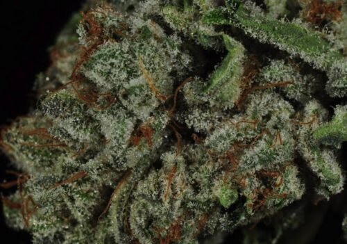 Order Agent Orange (AA) Online Canada - Image 112