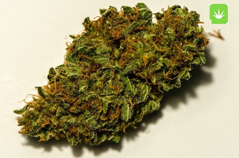 Order Cannatonic (AAA) Online Canada