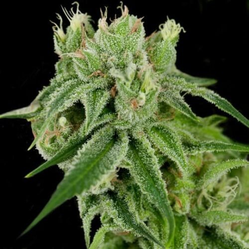 Buy DNA Genetics Banana Split Cannabis Seeds Online Canada