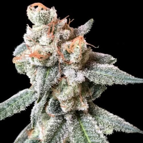 Buy BT7 Cannabis Seeds Online Canada