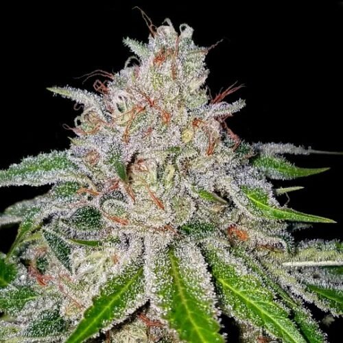 Buy Cherry 18 Marijuana Seeds Online Canada
