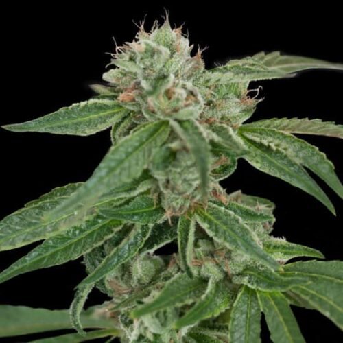 Buy Crockett's Confidential Regular Cannabis Seeds Online Canada