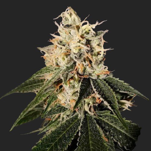Buy Sour Juice Marijuana Strain Seeds Online Canada