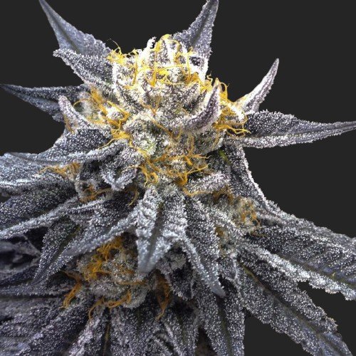 Buy Sour Skywalker OG Strain Marijuana Seeds Online Canada