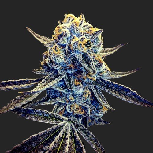 Buy Tangieland Cannabis Seeds Online Canada