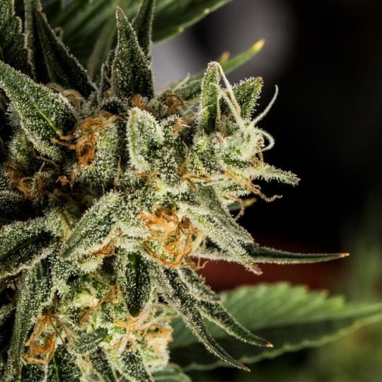 Buy Crockett's Tangie Marijuana Seeds Online Canada
