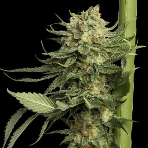Buy 24k Gold Kosher Kush x Tangie Feminized Seeds Online Canada