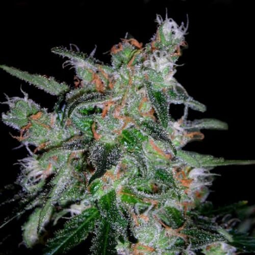 Buy 60 Day Lemon Autoflower Cannabis Seeds Online Canada