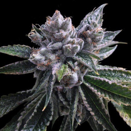 Buy Auto El Fuego Cannabis Seeds Online Canada