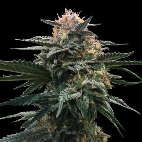 Buy Blood Orange Sorbet Cannabis Seeds Online Canada