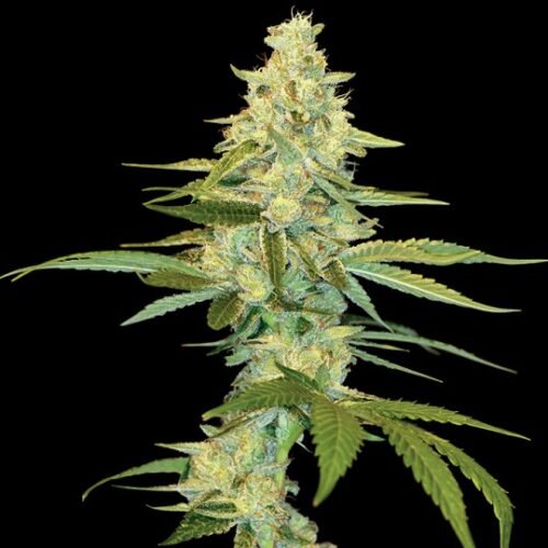Buy Cannalope Kush Cannabis Seeds Online Canada