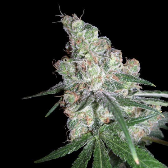 Buy DNA Genetics Chocolope Feminized Seeds Online Canada
