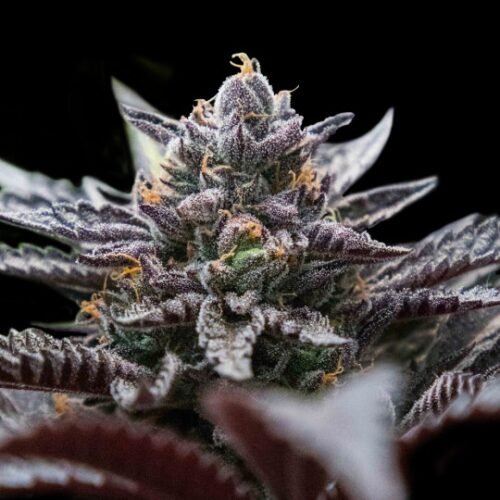Buy Double Stuffed Sorbet Marijuana Seeds Online Canada