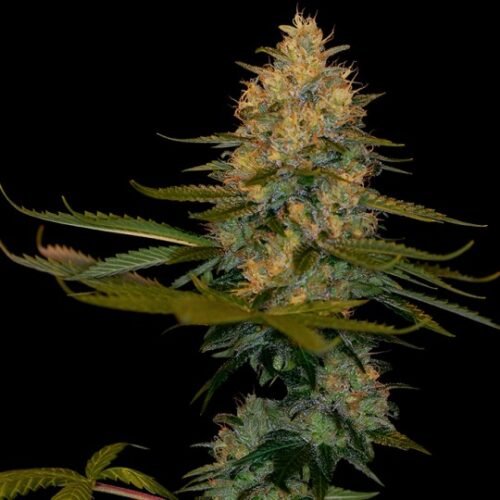 Buy Exodus Kush Marijuana Seeds Online Canada