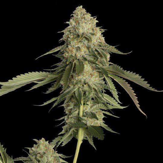 Buy Golden Berry Feminized Marijuana Seeds Online Canada