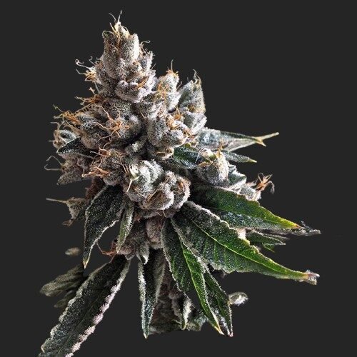 Buy Golden Lemons Marijuana Seeds Online Canada