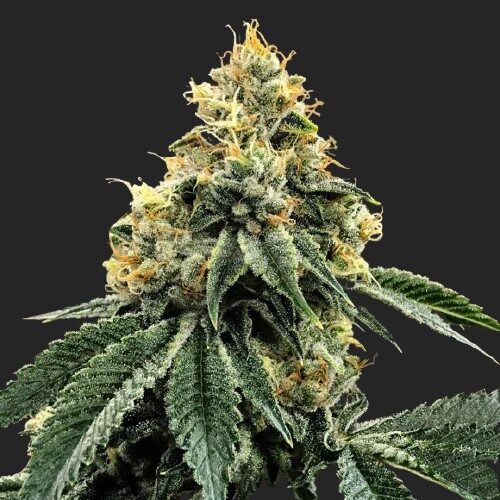Buy Kosher Dawg Marijuana Strain Seeds Online Canada