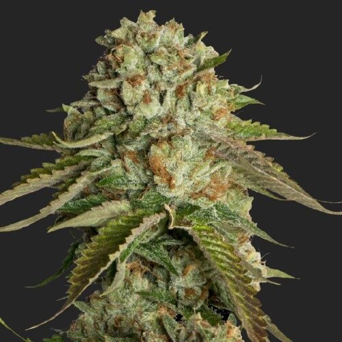 Buy Kosher Sorbet Marijuana Seeds Online Canada