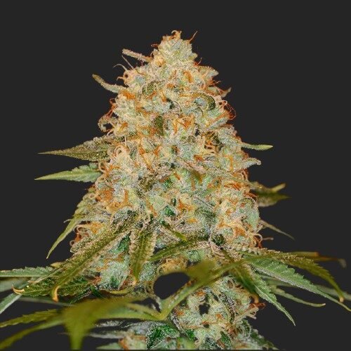 Buy LA Chocolat Marijuana Seeds Online Canada