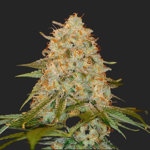 Buy LA Chocolat Marijuana Seeds Online Canada