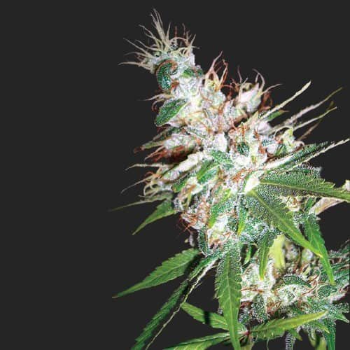 Buy L.A. Woman Strain Cannabis Seeds Online Canada