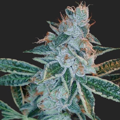 Buy Lemon OG Kush Seeds Online Canada