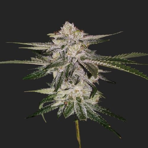 Buy Miss U.S.A. Marijuana Seeds Online Canada