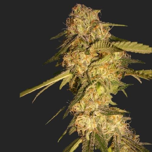 Buy ReCon Marijuana Seeds Online Canada