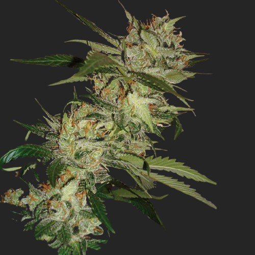 Buy Sleestack X Skunk Marijuana Seeds Online Canada